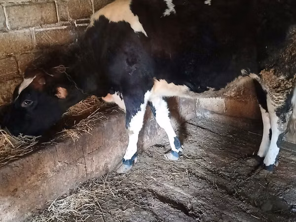 母牛, Holstein breed