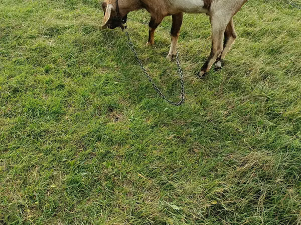 Billy Goat, Goats
