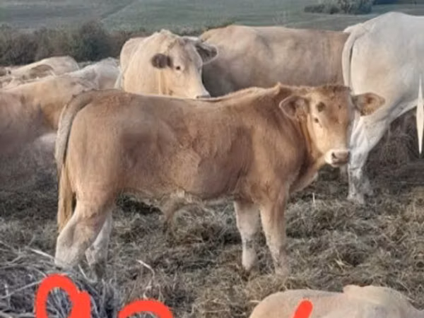 Cattle (batch, sex not specified), Blonde d’Aquitane cattle — United Kingdom