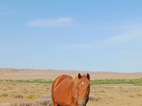 Kuda betina, Horses — Kazakhstan