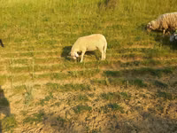 Schaf, Schafe — Foto 1