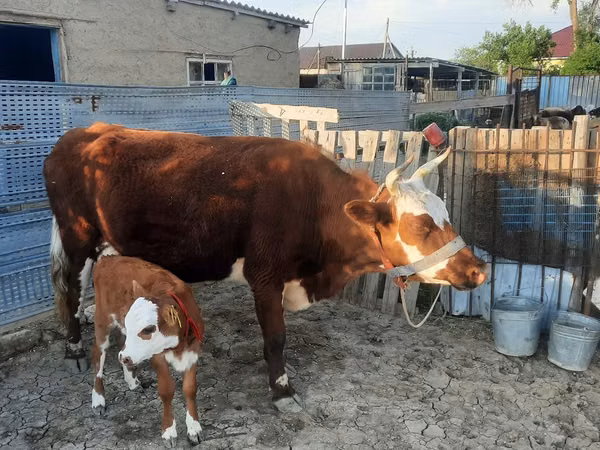 Cow, Latvian Blue cattle — Kazakhstan