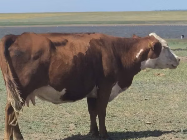 Cow, Latvian Blue cattle — Kazakhstan