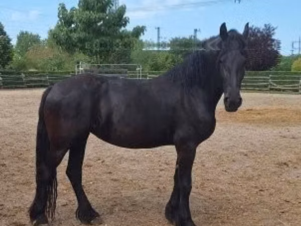 Cavalla, Friesian — Ungheria