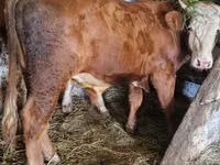 सांड, Simmental cattle — फ़ोटो 4