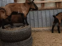 Kambing jantan, Goats — foto 4