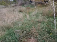 Vaca, Simmental cattle — foto 2