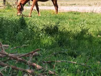 Mare, Thoroughbred horse — photo 5