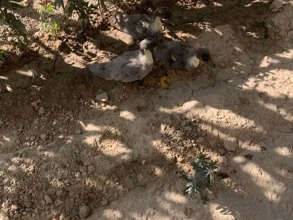 Ducks — Uzbekistan
