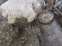 Ovelhas (lote, sexo não especificado), Ovelhas — foto 4