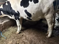 Cow, Russian Black pied cattle — photo 3