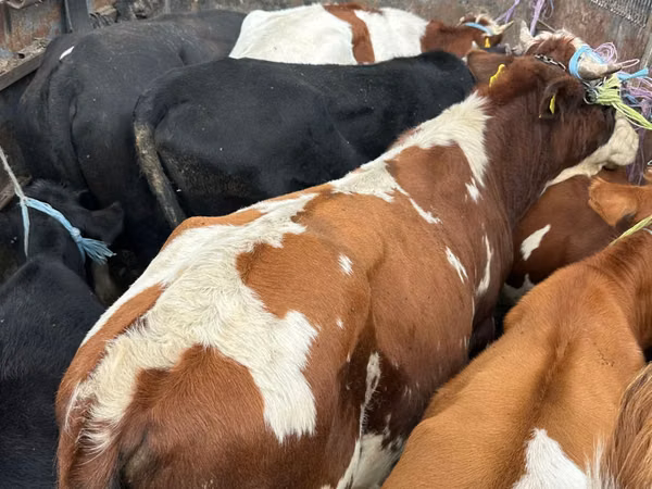 காளை, Simmental cattle