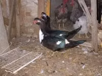 Domestic Muscovy — photo 4