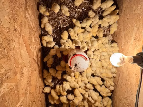 Chickens — Kyrgyzstan