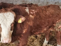 Үхэр (бүлэг, хүйс заагаагүй), Simmental cattle — 3 зураг
