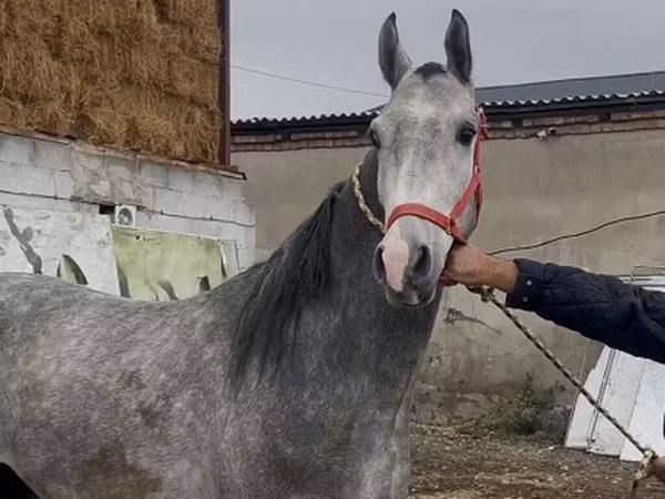 Horse (M), Thoroughbred horse