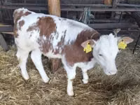Bulle, Simmental cattle — Foto 1