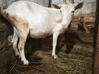 母山羊, Saanen goat — 照片 1