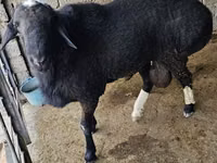የጎትት አውራ በግ, Sheep — ፎቶ 3