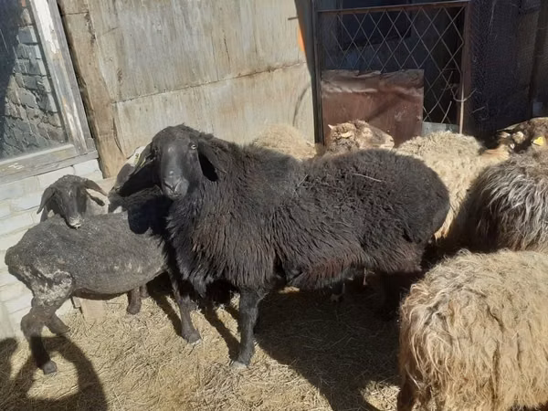 قوچ, Kazakh fat-tailed coarsewool sheep