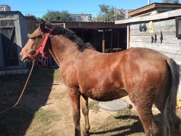 Horse (M), Horses — Kazakhstan