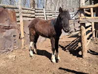 Horse (M), Horses — photo 1