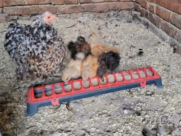 Silkie — Węgry