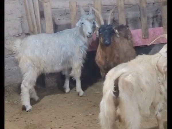 Ri’ dhaddig, Goats