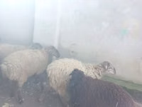 Owca, Owce — zdjęcie 7