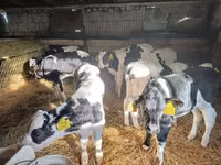 황소, Russian Black pied cattle — 사진 1