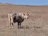 雄牛, Swiss cattle — 写真 2