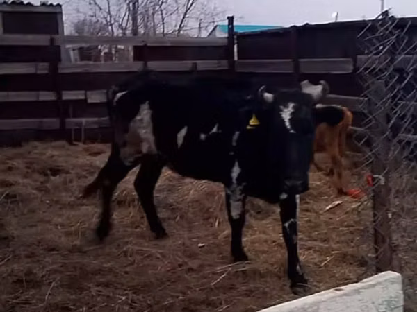 Гов, Russian Black pied cattle — Қазоқистон