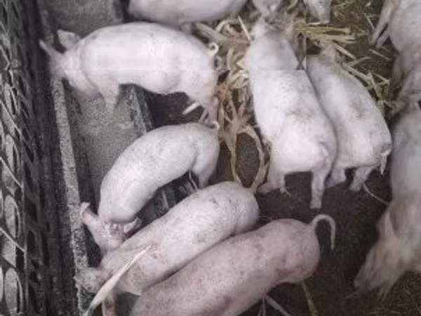 Prasata (šarže, pohlaví neuvedeno), 