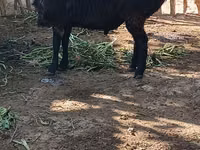 Baran, Hissar sheep — zdjęcie 6