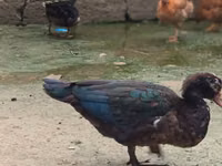 Ducks — foto 6