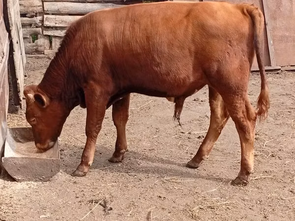 Bull, Cattle — Kazakhstan