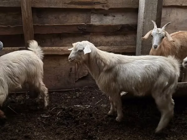 Billy Goat, Goats