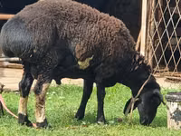 Ram, Blackheaded Persian sheep — photo 4