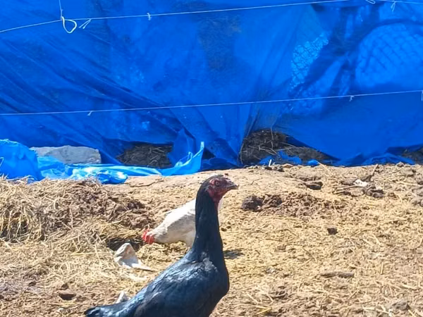 Chickens — جمهوری آذربایجان