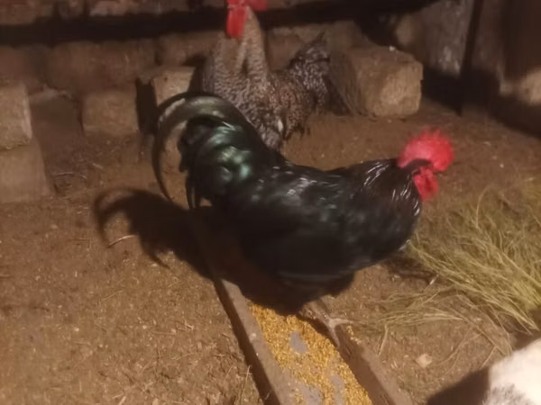 Chickens — جمهوری آذربایجان