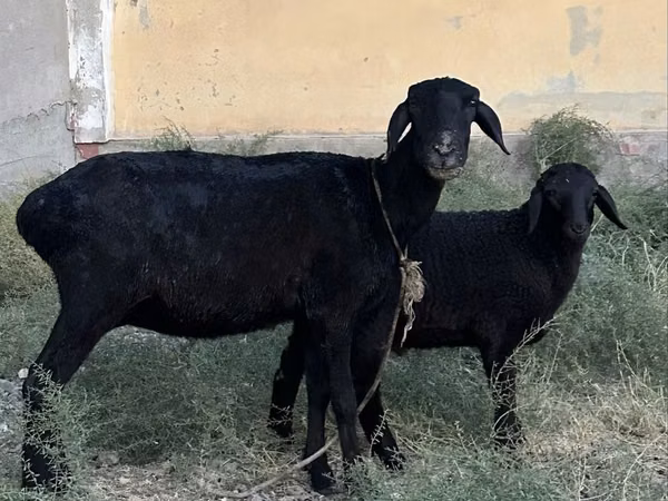 میش, گوسفند