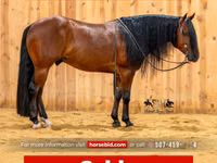 公马, Quarter Horse — 照片 1