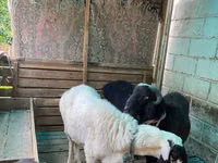 Ram, Sheep — photo 4