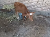 Bull, Cattle — photo 2