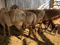 雌羊, Arashan sheep — 写真 3