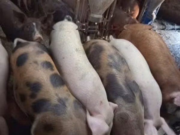 Pigs (batch, sex not specified), Pigs
