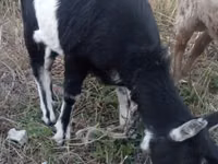 ஆண் வெள்ளாடு, Alpine goat — புகைப்படம் 2