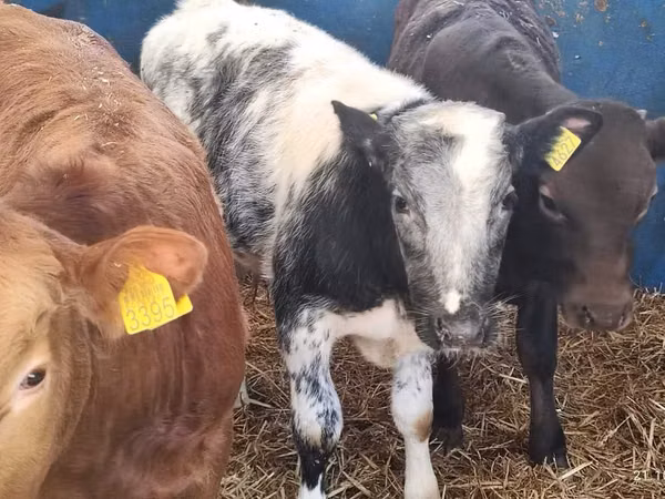 Tyre, Simmental cattle