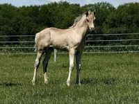 مادیان, Rocky Mountain Horse — عکس 8