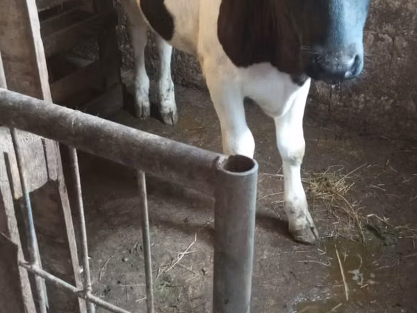 گائے, Russian Black pied cattle — مالدووا